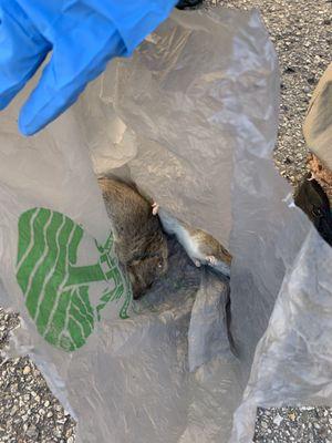 On-Site Pest Control Solutions