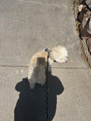 Dogtopia of Lafayette