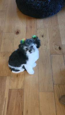 Copyright Pet Resort