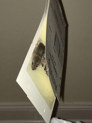 Marine Park Apartments