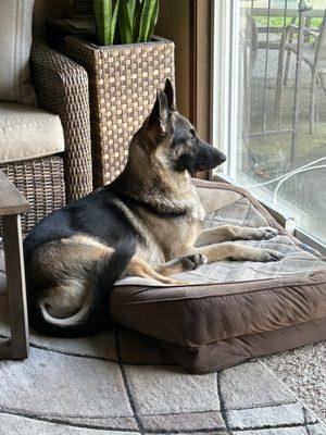 Humane Society For Southwest Washington