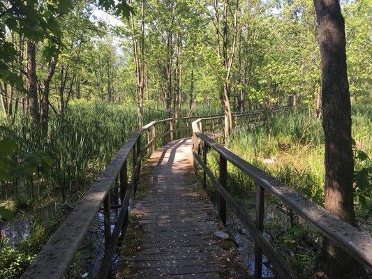 Thousand Acre Swamp