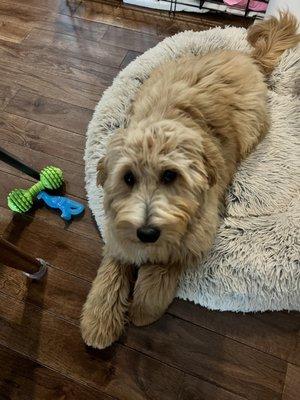 Kaiser Pet Care