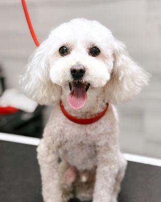 Cha Cha's Dog Daycare