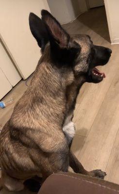 Affordable Dog Training services