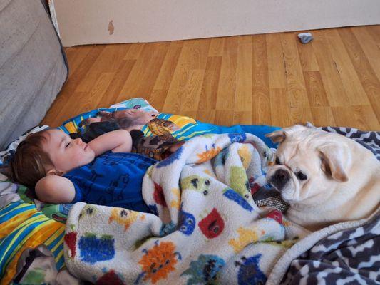 Lincoln Regional Veterinary Hospital