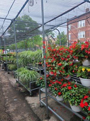 Adams & Son & Daughter Gardens