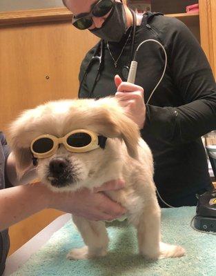 Dale Animal Hospital