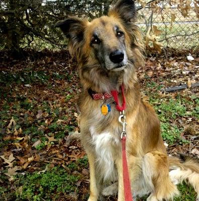 Arlington Dog Walkers