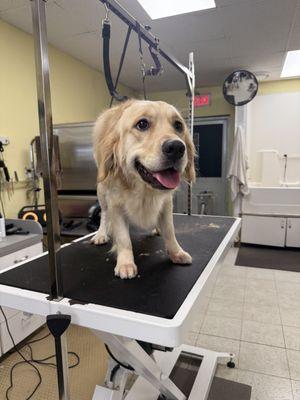 Purr-Fect Pooch