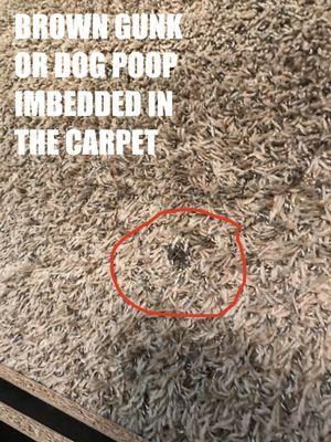 Carpet that smelled like the dirtiest smelling dog you can imagine