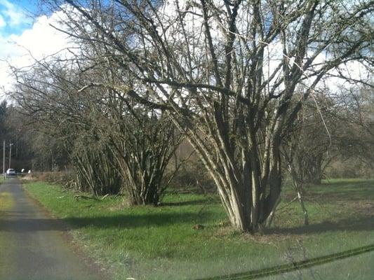 Filbert Acres