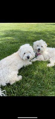 Dog walk sit and play