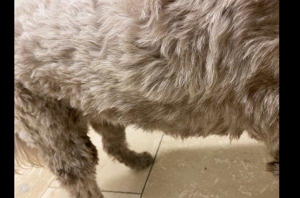 ATX Mobile Pet Services