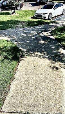 This is an example of how bad the big problem is. a spider wove this large web outside my door.