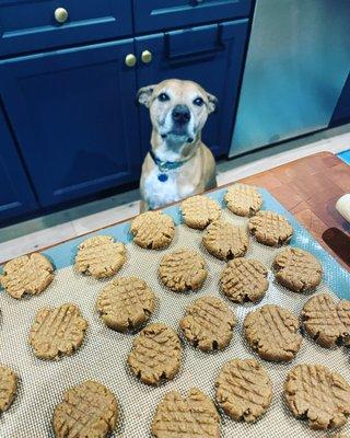 Follow Your Nose Dog Bakery