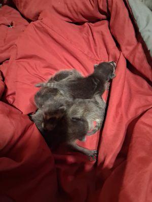 Treesus Of Nazareth Arbor