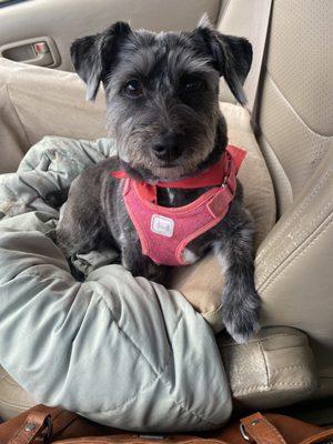 Priority Pet Services of Alabama