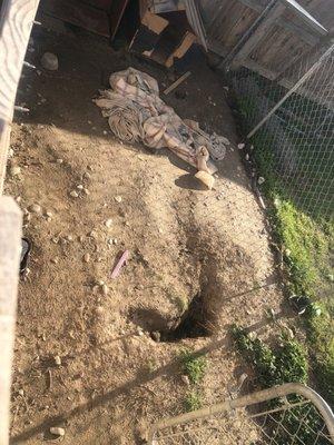 Kings County Animal Services