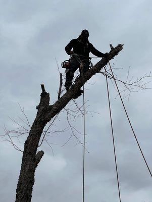 Artisan Arborist Tree Service