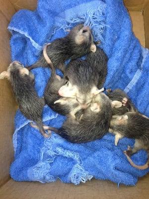 Wildlife Clinic at the Schuylkill Center