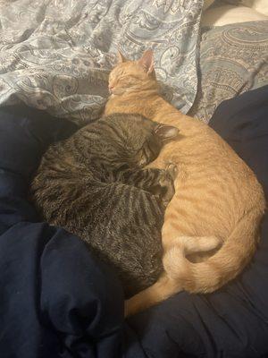 Lubbock Animal Services