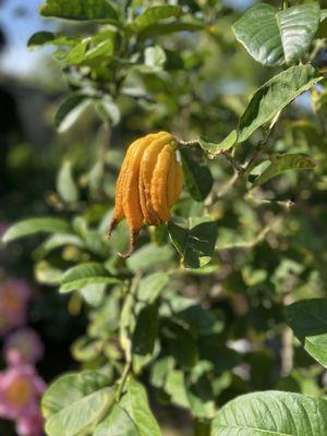 The Ewing and Muriel Kauffman Memorial Garden