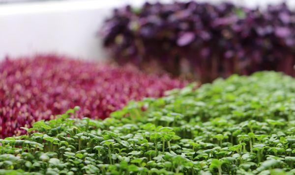 Bright Microgreen Mix, Locally Grown in Arizona by Phoenix Microgreens.