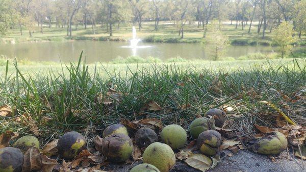 Walnut Grove Park is aptly named. In September, walnuts cover the ground.