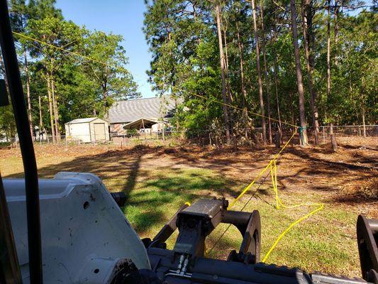 Bull roping some Pines down.  Making sure they fall in the right direction.