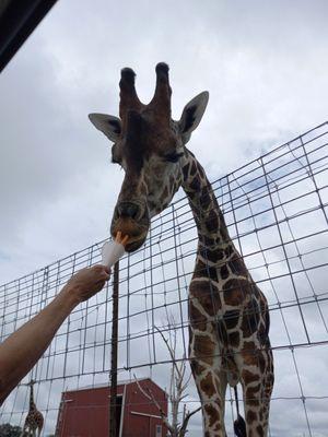 Tennessee Safari Park