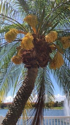 Le Club Apartments At Saga Bay