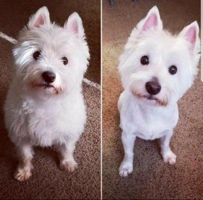 Paws Claws Scales Nails and More