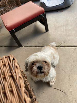 Dog Gone Cute Mobile Grooming