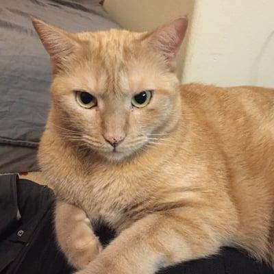 Care For Curs: Experienced Pet Services