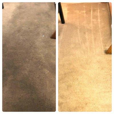 Pure bliss carpet care