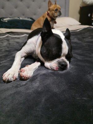 Well Behaved Pets Dog Trainer