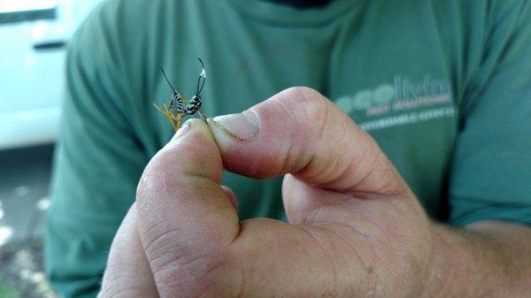 Ecoliving Pest Solutions