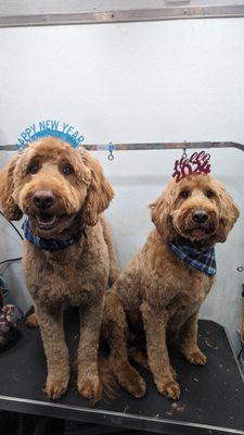 You Dirty Dog Mobile Grooming Spa