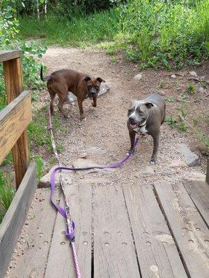 Bella's Pet Services