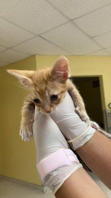 Enchanted Circle Pet Care Services