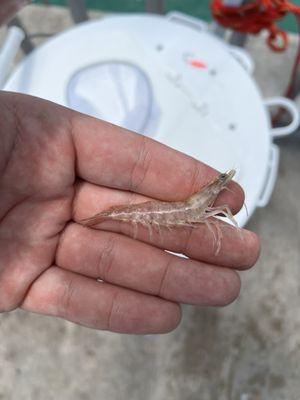 The Yellow Bait House