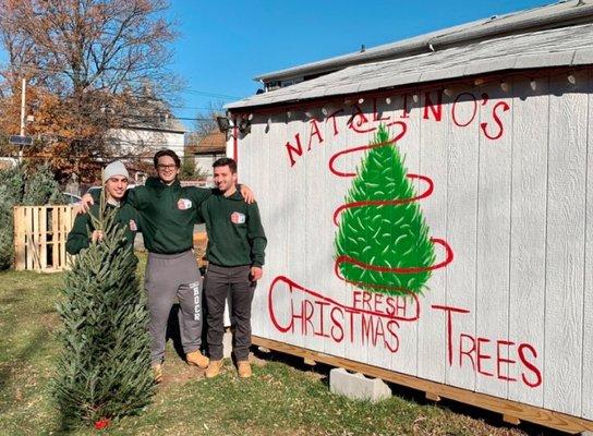 Natalino's Christmas Trees