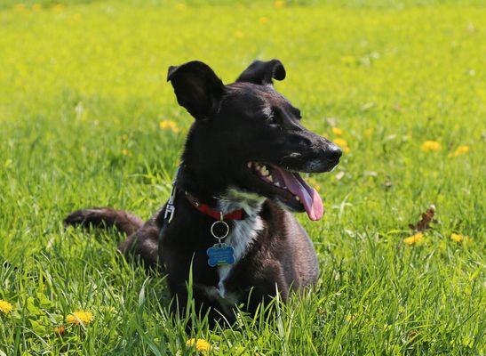 Aegis Pest Management