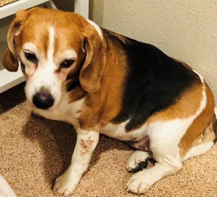 Care Small Animal Hospital