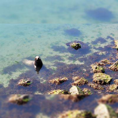 Monterey Municipal Wharf