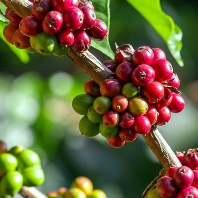 coffee fruit