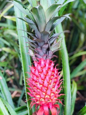 Pink pineapple