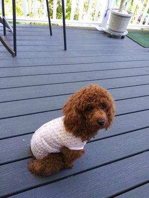 Granite State Animal Hospital