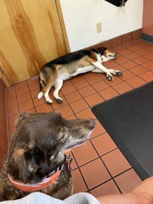 Tell me the last time you've seen a dog this chill at a vet?? This is what happens when you have an amazing staff and vets.